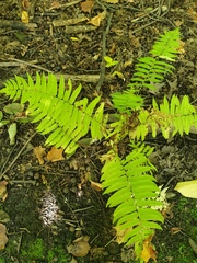 Homalosorus pycnocarpos