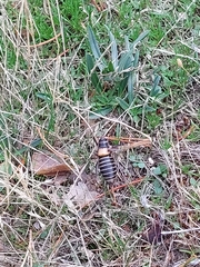 Lluciapomaresius stalii