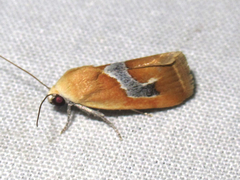 Ponometia venustula