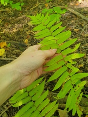 Homalosorus pycnocarpos