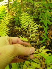 Homalosorus pycnocarpos