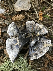 Hydnellum suaveolens