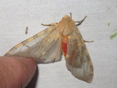 Pseudohemihyalea edwardsii