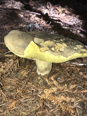 Caloboletus conifericola