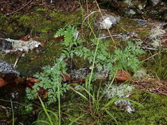 Conioselinum gmelinii