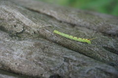 Cypoides chinensis