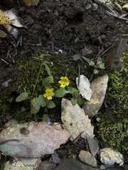 Erythranthe alsinoides