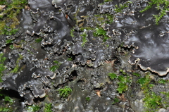 Peltigera praetextata