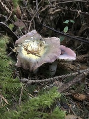 Russula occidentalis