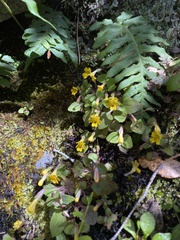 Erythranthe alsinoides