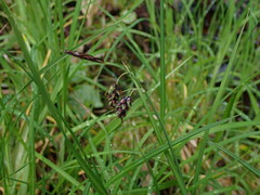 Carex pluriflora