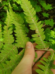 Dryopteris goldieana