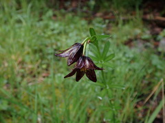 Fritillaria camschatcensis
