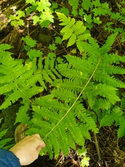 Dryopteris goldieana