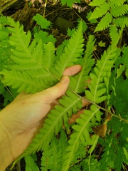 Dryopteris goldieana
