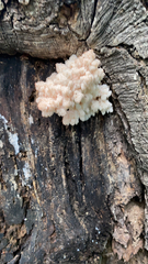Hericium americanum