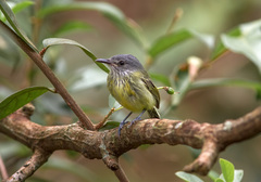 Todirostrum maculatum