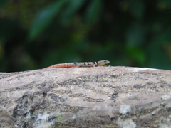 Sphaerodactylus glaucus