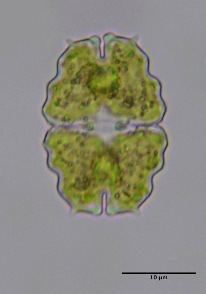 Euastrum