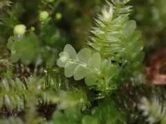 Calypogeia