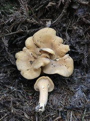 Cantharellus formosus