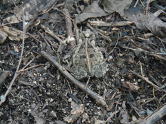 Incilius marmoreus
