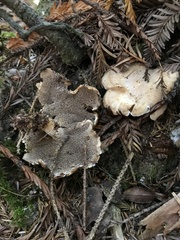 Sarcodon stereosarcinon