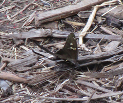 Chioides albofasciatus