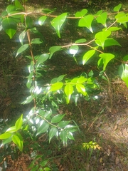 Syzygium luehmannii