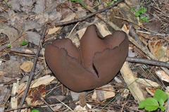 Phylloscypha phyllogena