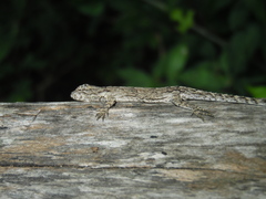 Urosaurus bicarinatus