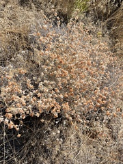 Eriogonum niveum