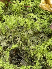 Hylocomium splendens