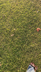 Stenotaphrum secundatum