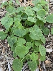 Lamium purpureum