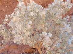 Atriplex hymenelytra