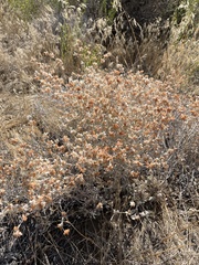 Eriogonum niveum