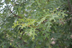 Quercus buckleyi