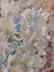 Atriplex hymenelytra