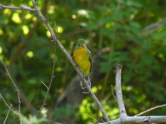 Passerina leclancherii