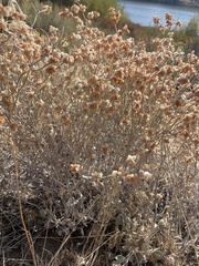 Eriogonum niveum