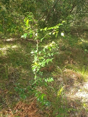Syzygium luehmannii