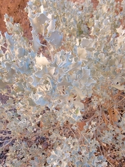 Atriplex hymenelytra