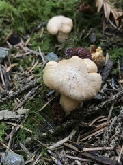 Cantharellus formosus