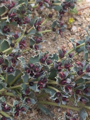 Euphorbia copiapina