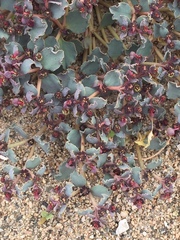 Euphorbia copiapina