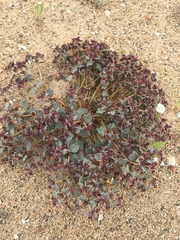 Euphorbia copiapina