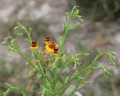 Helenium elegans