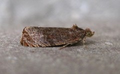 Olethreutes submissanum