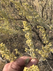 Artemisia tripartita